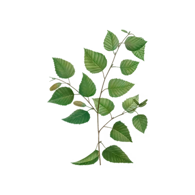 Birch