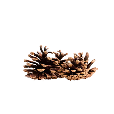 Cedarwood
