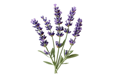 Lavendar