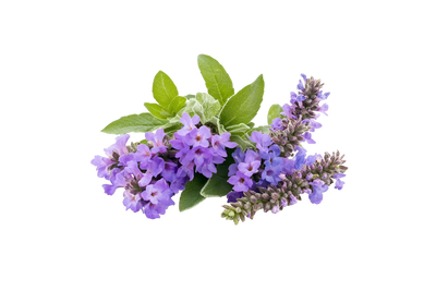 Patchouli