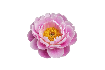 Peony