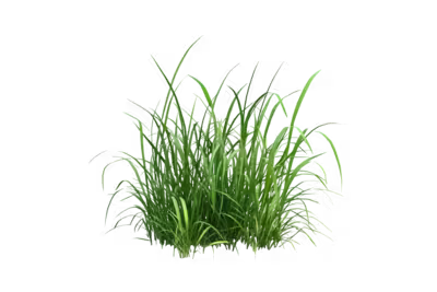 Vetiver