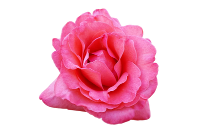 Bulgarian Rose