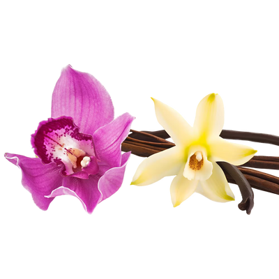 Vanilla Orchid